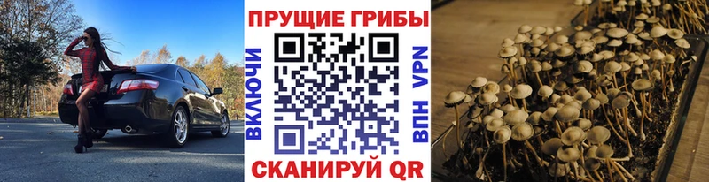 купить  сайты  Иланский  Псилоцибиновые грибы ЛСД 
